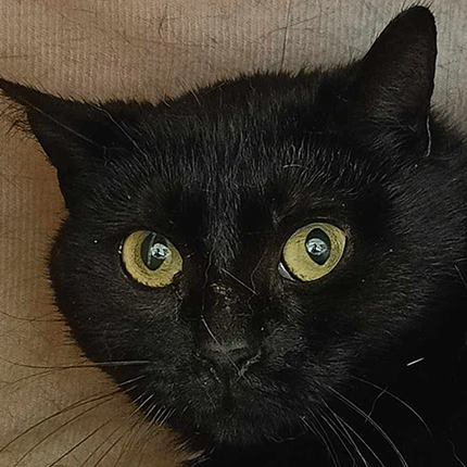 adoption