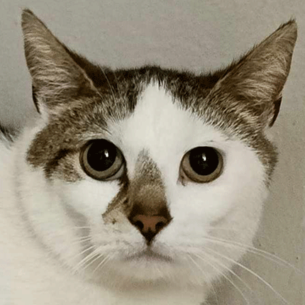 adoption